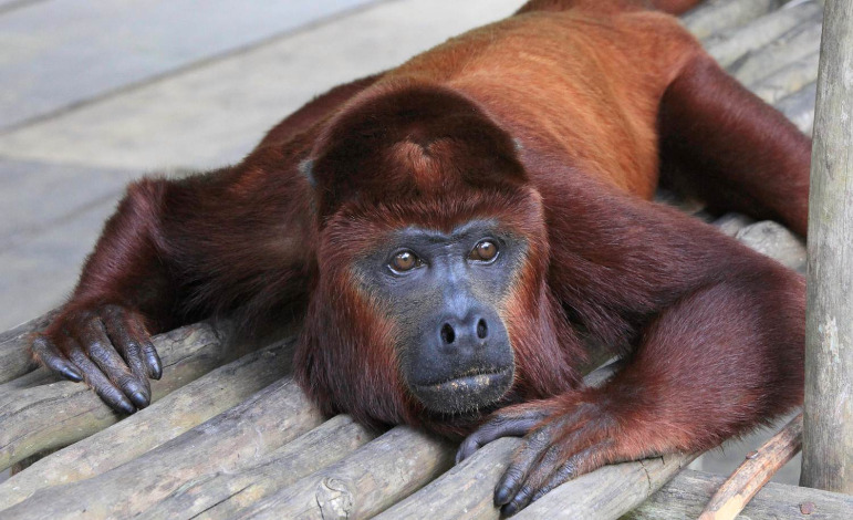 Crucero de aventura por el Amazonas - Imagen 5